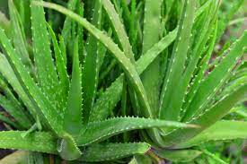  Aloeveral Leaf